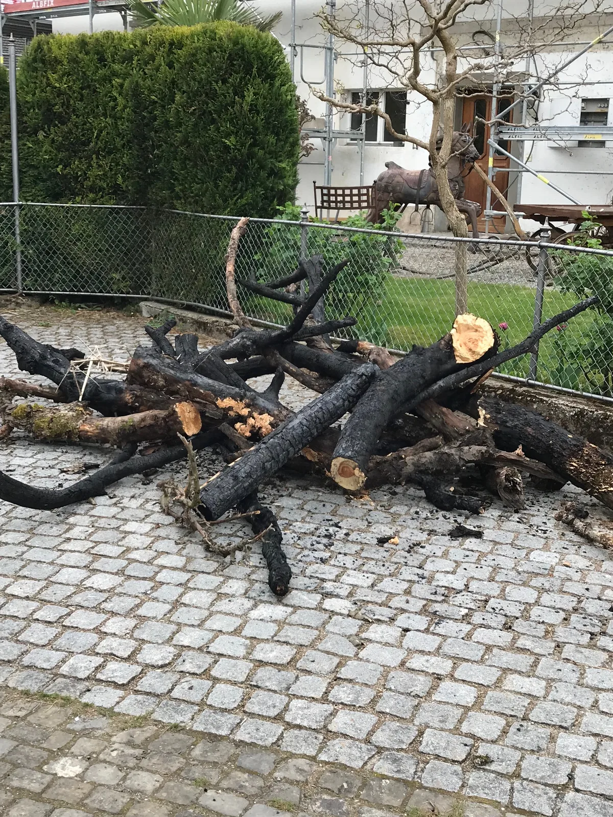 Dabei wurden grosse Äste angezündet. Verkohlte Äste auf dem Boden.